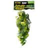 015561230216 Undisclosed Hc Lg Amapallo Forest Shrub Plant