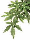 015561230308 Exo-terra Exo Terra Jungle