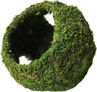 7598346 05344 Galapagos Mossy Cave With Holes 759834053446