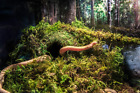 05346 Galapagos Green Mossy Dark 759834053460