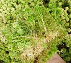 0654728875237 Green Thumb Air Plants Gallons Live Organic Sphagnum