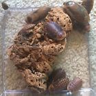 1.75 Blaberus Discoidallis A.f Exotics 250 Mixed Nymphs Discoid Culture Kit 1 4