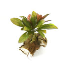 10022 Macs Creations Assorted Desert Plant Medium Mac 761997100226