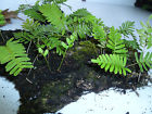 3419 10x16 Green Thumb Air Plants Huge