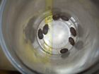 1kmdn Da Dubia Medium Nymph Roaches Free Shipping See Note