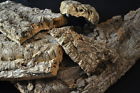 20lbs Bulk Bromeliad Terrarium Flats Virgin Bark Orchid Reptile Tillandsia Cork