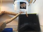 22021984 Family Zoo Reptile Feeder For Any Type Of Pet Custom 22021984 Family Zoo Reptile Feeder For Any Type Of Pet Custom