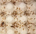 250ct Red Runner Roaches Small