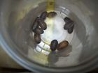 250lgn Da Dubia Large Nymphs Free Shipping See Note