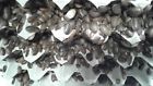 28gxsm Da Dubia Extra Small Nymph Roaches Less Than Free Shipping 28gxsm Da Dubia Extra Small Nymph Roaches Less Than Free Shipping