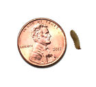 29788990020 Phoenix Worms Small Count