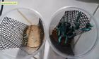 30-35 Live Full Hornworms Cups 4 Read Cup Worms Horn Description
