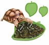 313094919975 Wangdafang Pack Leaf Reptile Food And Water Bowl