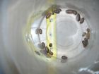 35smn Da Dubia Small Nymph Roaches Free Shipping See Note