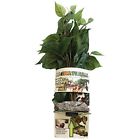 37103 Magnaturals Plants Hanging Jungle 764789014213