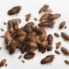 400000011509 Reptile Restaurant Dubia Roaches For Sale Free Fast Shipping