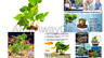 4334821507 Sungrow Plastic Leaf Plant For Freshwater Or Marine Tanks