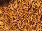 4334826182 Predator Foods Bulk Live Mealworms Count Large