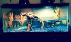 45gallon All Living Things Glass Terrarium Also Can Be Used As An Aquarium