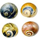 4aomnsmed Hermit Crab Shells Pack Medium Naturally Scented From 7739025127098