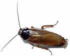 50 Mixed Pallid Roaches Feeder