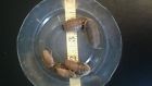 500mnd Da Dubia Medium Nymph Roaches Free Shipping