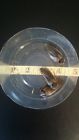 50am Da Dubia Adult Male Roaches Free Shipping