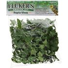0911974 51014 Flukers Plants Repta Ivy For Reptiles And Amphibians 091197510144