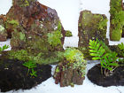 6-item Green Thumb Air Plants Moss