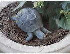 6109-50 Unbranded Shelled Box Turtle Indoor Outdoor Very Natural 0701804159146