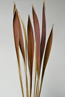 611192290614 Coco Frond Narrow