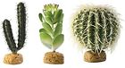638827654443 Exo Terra Cactus Bundle