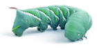 642213356361 25-30 Live Centers Hornworms