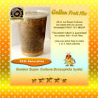 682821176166 Starter Fruit Fly Cultures