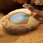 688977506864 Sungrow Reptile Water Bowl By Natural Coconut Shell