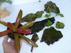 7-item Green Thumb Air Plants Moss