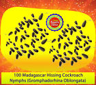 705911283152 Madagascar Hissing Cockroach 100 Live