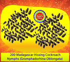 705911283169 Madagascar Hissing Cockroach 200 Live