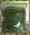 705911283183 Pacific Northwest Laurel North