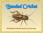 705911283596 Unbranded Banded Crickets Gryllodes Sigillatus Lot Free Shipping
