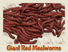 Mealworm-100 705911283602 Unbranded Live Giant Red Fishing Feeder Lot