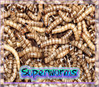 705911283657 Unbranded Live Superworms Organically Raised Delivery Guaranteed Large