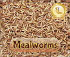 705911283664 Unbranded Live Large Mealworms Organically Raised Plus Extra