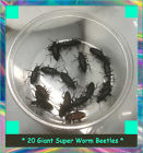 705911283817 Unbranded Giant Super Worm Beetles Zophobas Morio Young
