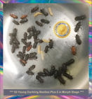 705911283824 Unbranded Young Darkling Mealworm Beetles New Colony Starters
