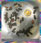 705911283848 Unbranded Young Darkling Mealworm Colony Starters Fun And