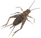 710500667223 Buyfeedercrickets 100 250 500