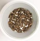 710928983407 Lizard Luncheon Dubia Roaches Small Grams Plus Free