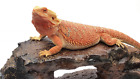 736902353615 Lavish Lizards Reptile Basking