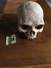 73725769661 All Living Things Reptile Decor Skull New 737257696617